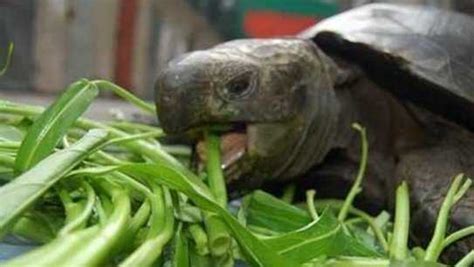 烏龜可以吃什麼 徐凱亮 風水
